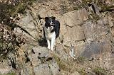 BORDER COLLIE 847